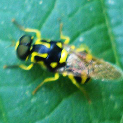 Oxycera meigenii